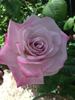 Silverado rose photo