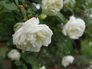 La Perle rose photo