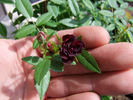 Red Elf rose photo