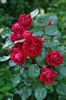 Highgrove rose photo