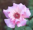 My Desire rose photo