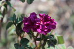 William Grow rose photo