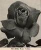 Nubian rose photo