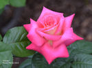 Cliché rose photo