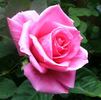 Aunt Honey rose photo