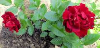 Rose de Fleurie rose photo