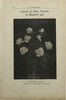 Benedictus XV rose photo