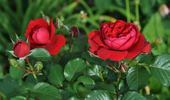 Kronborg Castle rose photo