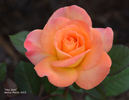 Hey Jack rose photo