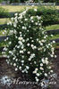 Golden Century rose photo