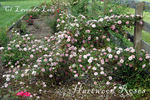 Lavender Lace, Cl. rose photo
