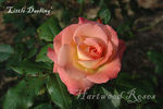 Little Darling rose photo