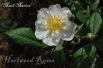 Maid Marion rose photo