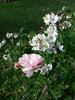 The Gift rose photo