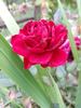 Dragon's Eye rose photo