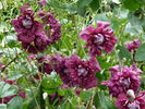 Purpurea Plena Elegans clematis photo