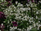 C. recta var. mandshurica clematis photo