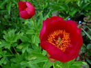 J. C. Weguelin peony photo