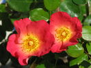 Fruit Punch™ rose photo