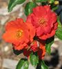 Persian Delight rose photo