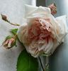 Lord Eldon rose photo