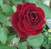 Sally Miller rose photo