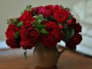 Humanity rose photo