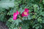 Tove Jansson rose photo