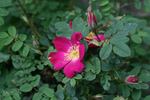 Tove Jansson rose photo
