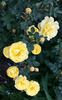 Old Yellow rose photo