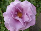 Ripples rose photo