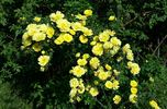 Old Yellow Scotch rose photo