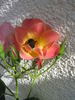 Suzon rose photo