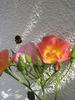 Suzon rose photo