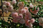 Maid of Kent rose photo