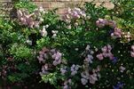 Maid of Kent rose photo