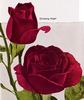 Night, Cl. rose photo