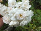 Sequoia Greenfield rose photo