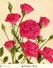 Tinker Bell rose photo