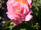 Bon-Bon rose photo