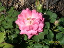 Bon-Bon rose photo