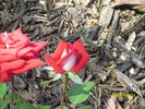 Fire 'n' Ice ™ rose photo