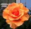 Louise Hay rose photo