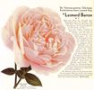 Leonard Barron rose photo