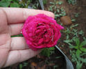 Ellen Tofflemire rose photo