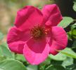 All A-Flutter rose photo