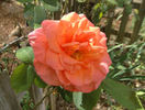 Ambassador rose photo