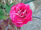 Exciting rose photo