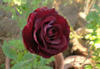 Midnight Magic ™ rose photo