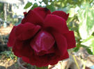 Peggy Rockefeller ™ rose photo
